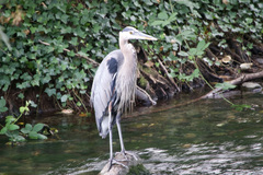 Ardea herodias