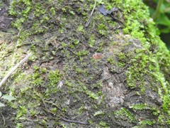 Pseudogagrella splendens