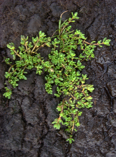 Crassula kirkii