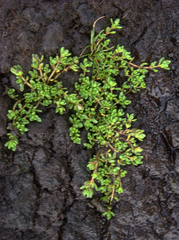 Crassula kirkii