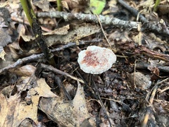 Hypomyces lateritius