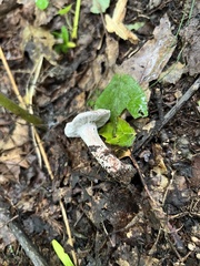 Hypomyces lateritius