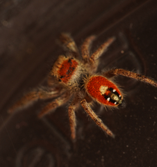 Phidippus