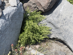 Cryptogramma cascadensis