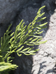 Cryptogramma cascadensis