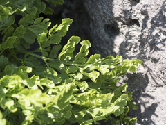 Cryptogramma cascadensis