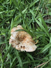 Lactarius salmoneus