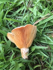 Lactarius salmoneus