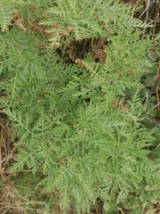 Artemisia gmelinii