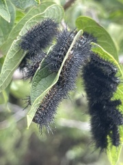 Automeris cecrops pamina