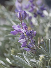 Lupinus obtusilobus