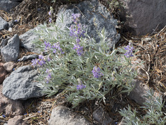 Lupinus obtusilobus
