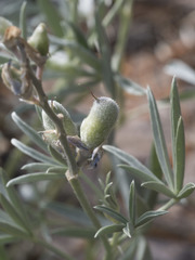 Lupinus obtusilobus