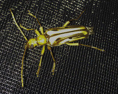 Ortholeptura valida