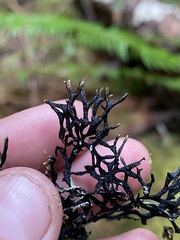 Hypogymnia apinnata