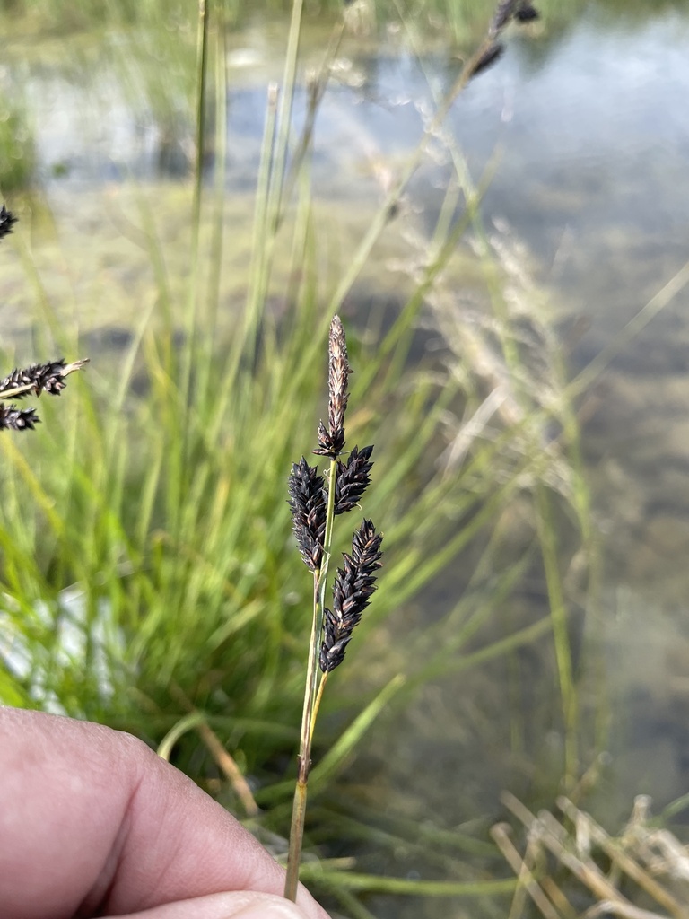 Black Alpine Sedge from Hövsgöl-Aimag, MN on July 28, 2022 at 06:33 PM ...