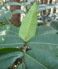 Flindersia australis