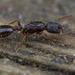 Northern Thin Ant - Photo (c) Thomas Barbin, some rights reserved (CC BY-NC), uploaded by Thomas Barbin