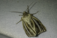 Heliocheilus cramboides