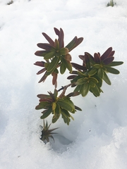 Orites lancifolius