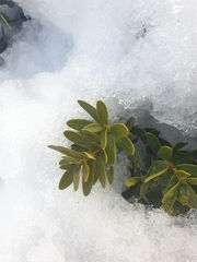 Orites lancifolius