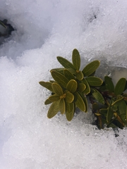Orites lancifolius