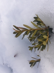 Orites lancifolius