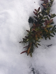 Orites lancifolius