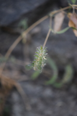 Tetramerium nervosum