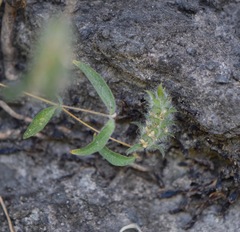 Tetramerium nervosum