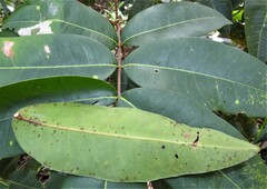 Flindersia australis