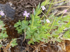 Epilobium glaberrimum