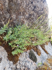 Epilobium glaberrimum