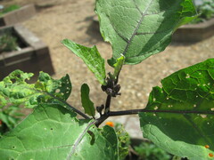 Solanum aethiopicum
