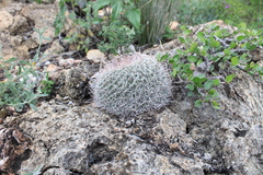 Mammillaria mystax