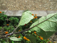Solanum aethiopicum