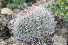 Mammillaria mystax
