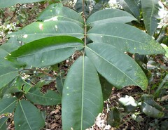 Flindersia australis