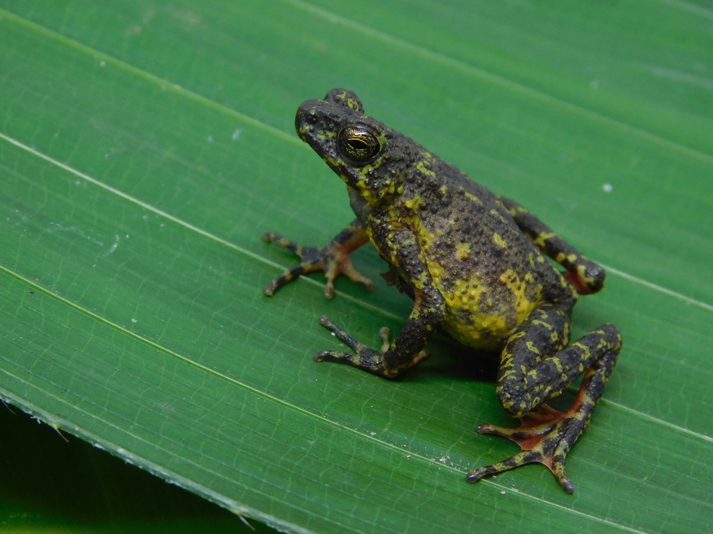 Ciremai Bleeding Toad