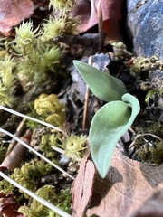 Goodyera oblongifolia