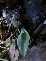 Goodyera oblongifolia