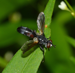 Cylindromyia interrupta