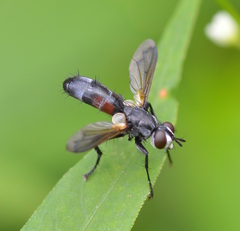 Cylindromyia interrupta