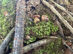 Fissidens subbasilaris