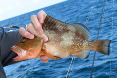 Epinephelus morio