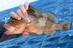 Epinephelus morio