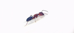 Camponotus discolor