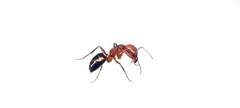 Camponotus discolor