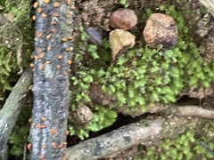 Fissidens subbasilaris