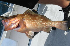 Epinephelus morio